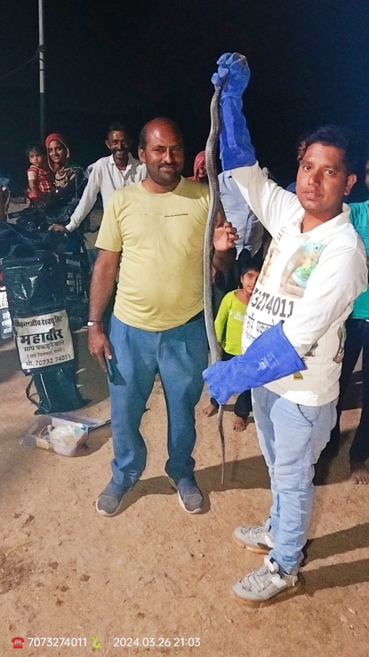 गौशाला में कोबरा नागिन आने से मचा हड़कंप महावीर जैन ने नि : शुल्क पकड़ी ।
