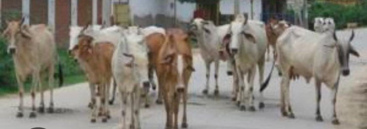नंदीशालाओं खोलने के लिये निविदा आमंत्रित