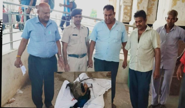 राष्ट्रीय पक्षी मोर ट्रेन की चपेट से मौत 