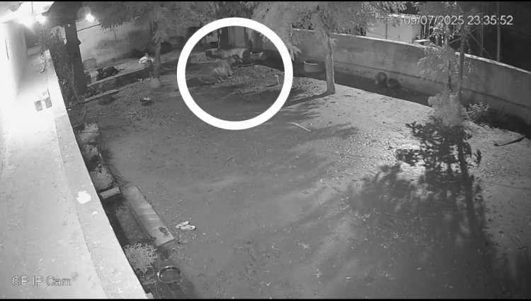 घर में घुसकर 7 सेकंड में डॉग को उठा ले गया पैंथर