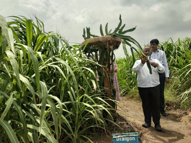 Innovated for farmers through drip irrigation system through research by scientists