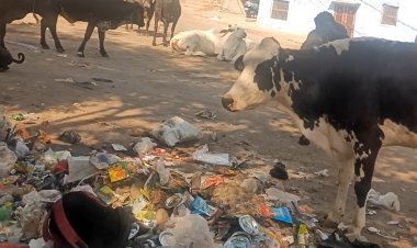 चांदपोल गौर में आवारा पशुओ जमघट चोपट हुईं सफाई