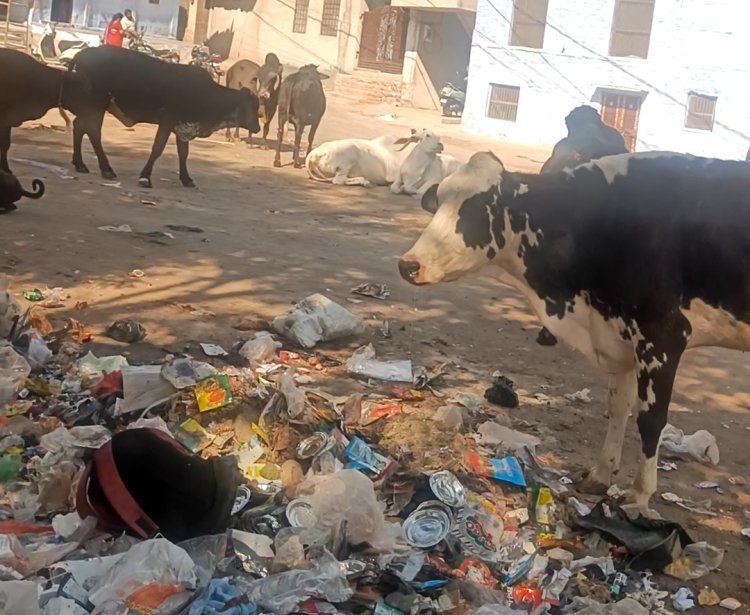 चांदपोल गौर में आवारा पशुओ जमघट चोपट हुईं सफाई