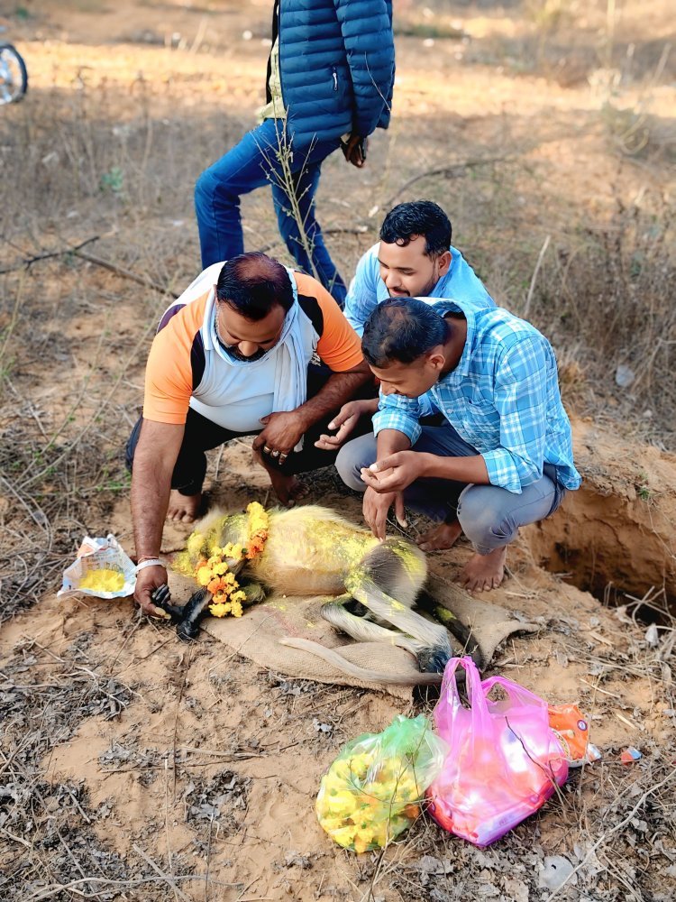अज्ञात वाहन से बन्दर की मृत्यू समाजसेवी ने किया अन्तिम संस्कार