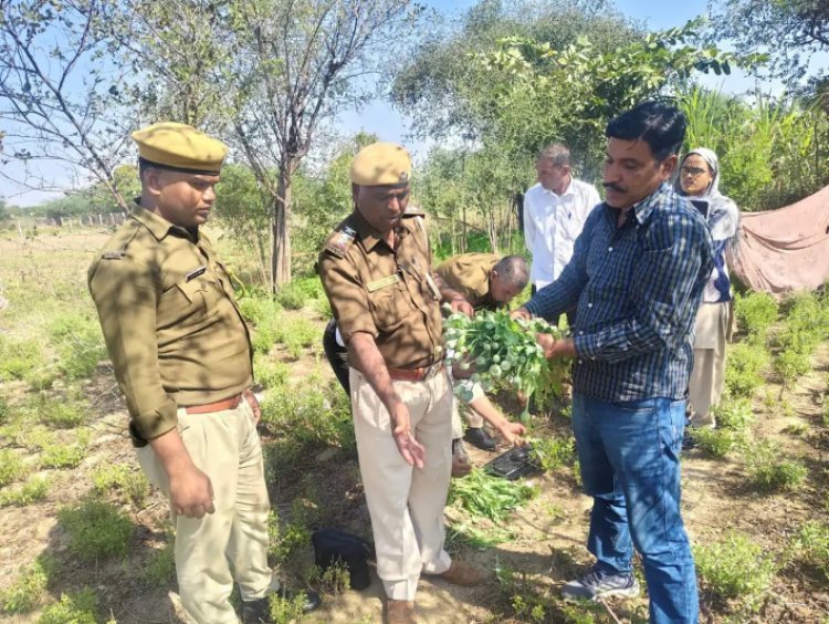 चंडावल पुलिस ने खेत से अफीम के पौधे जब्त किए,ऑपरेशन प्रहार के तहत सोजत के बासना गांव में की कार्रवाई, एक आरोपी गिरफ्तार....।