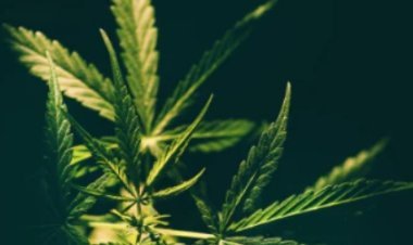 खेत में गांजे के 404 उगाए पौधे 