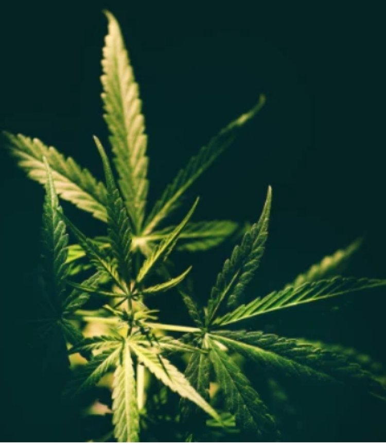 खेत में गांजे के 404 उगाए पौधे 