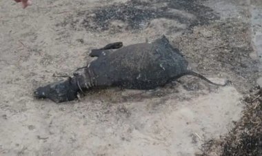 बाड़े में लगी आग तीन मवेशी आए जले   