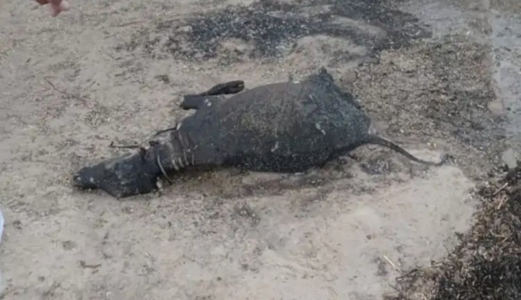 बाड़े में लगी आग तीन मवेशी आए जले   