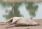 धवा का तालाब बना जहरीला कुंड*  
