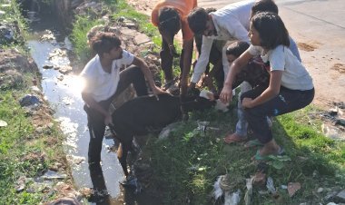 भांडारेज में नगर पालिका की लापरवाही महात्मा गांधी स्कूल के सामने खुले नाले में गिरा बछड़ा