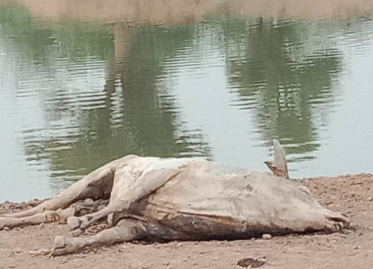 धवा का तालाब बना जहरीला कुंड*  