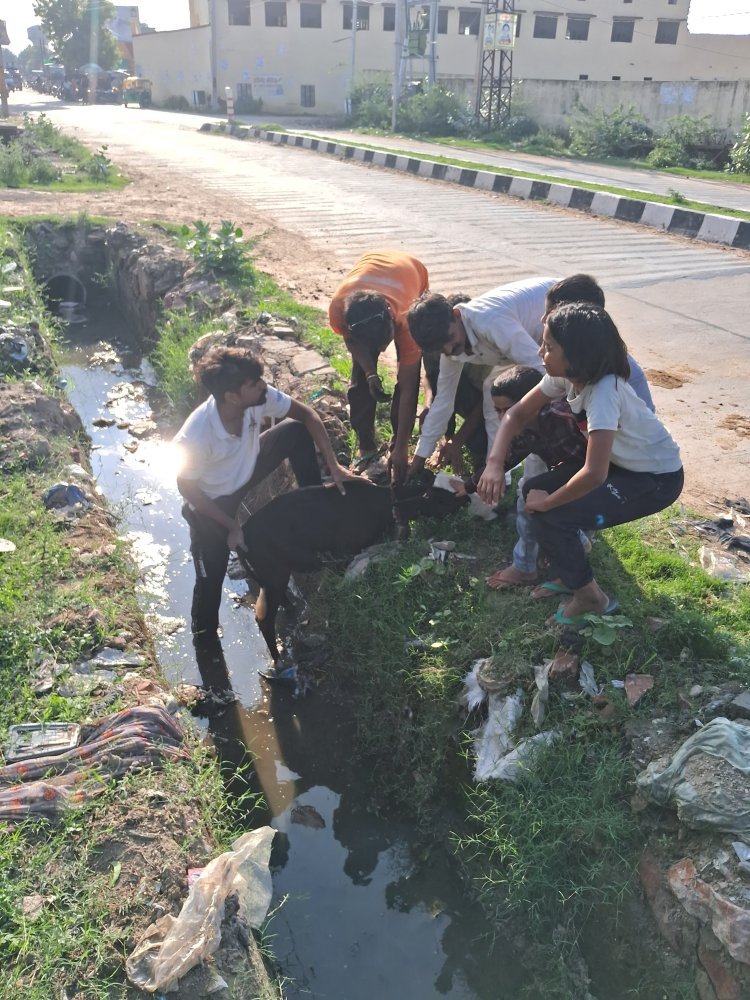 भांडारेज में नगर पालिका की लापरवाही महात्मा गांधी स्कूल के सामने खुले नाले में गिरा बछड़ा