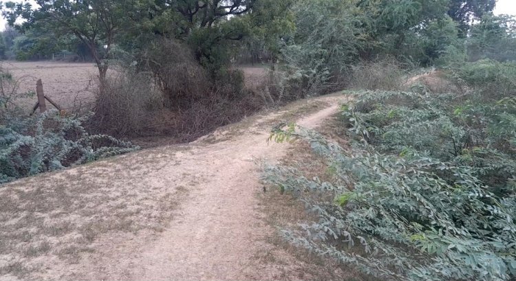 नांगल बैरसी में चारागाह भूमि पर अतिक्रमण प्रशासन का पीला पंजा कब चलेगा